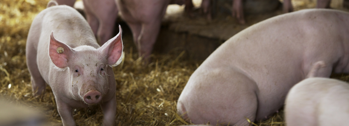 高壓清洗機(jī)